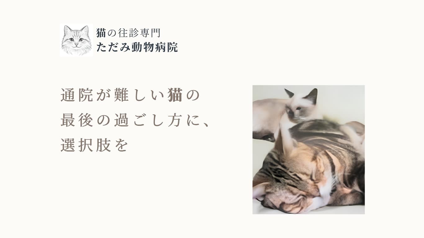 猫の往診専門 ただみ動物病院のトップバナー
