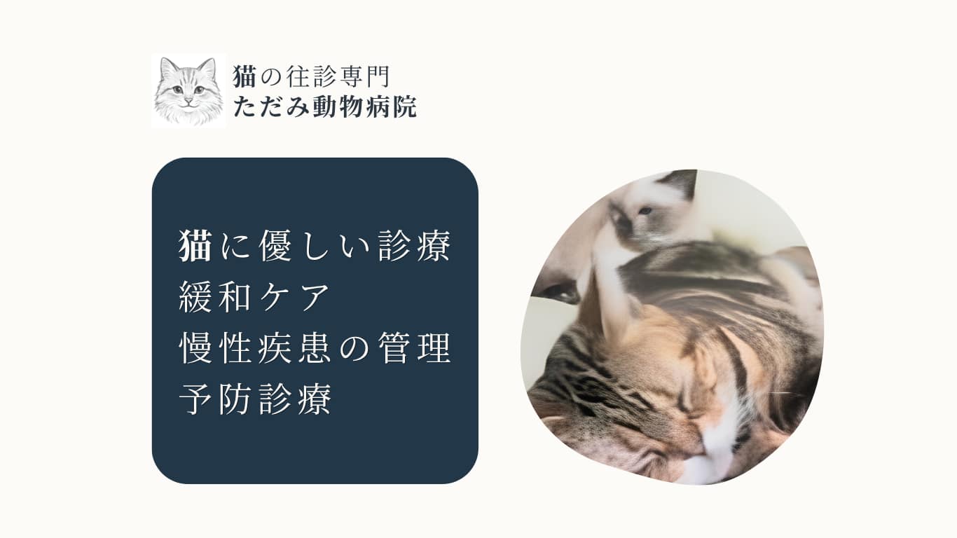 猫の往診専門 ただみ動物病院のトップバナー
